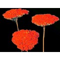 Achillea - Tinted Red